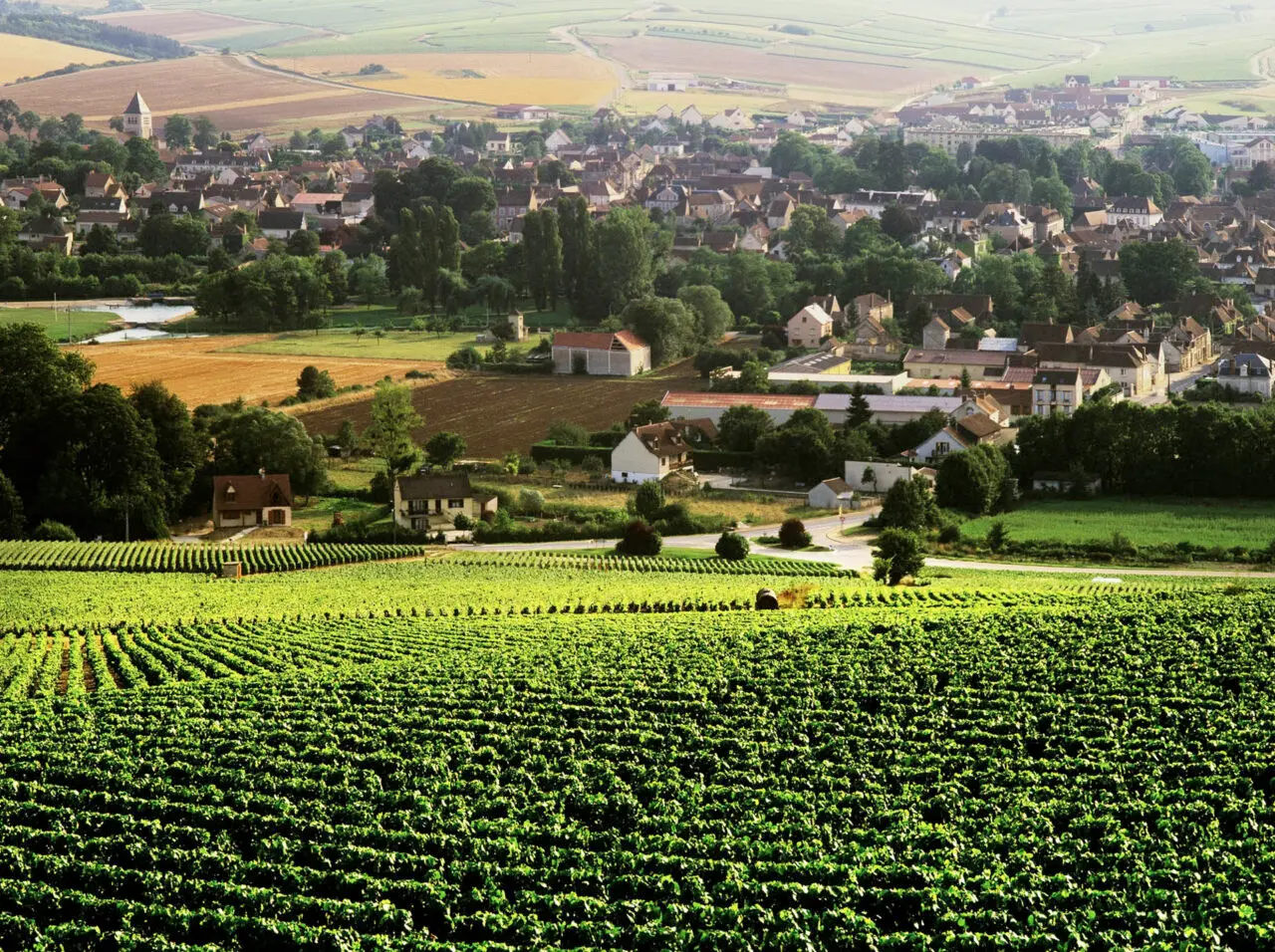 Wijngaarden bij Chablis